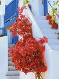 Flowers Blooming on Stairway Photographie par Jean-pierre Lescourret