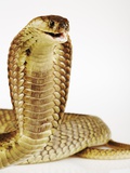 Snouted Cobra Photographic Print by Martin Harvey