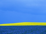 Flax and Canola Fields Under Stormy Sky Photographic Print by Mike Grandmaison