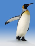 King Penguin Photographic Print by Robert Dowling