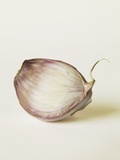 Shallot Clove Photographic Print by Cora Buttenbender