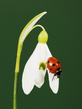 Ladybug on Snowflake Flower Photographic Print by Naturfoto Honal