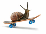 Snail Riding Skateboard Photographic Print by Martin Gallagher