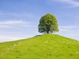 Lime Tree on Grassy Hill Photographic Print by Frank Lukasseck