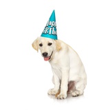 Lab Puppy Wearing Birthday Hat Photographic Print by Lew Robertson