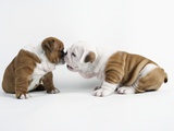 Bulldog Puppies Playing Photographic Print by Peter M. Fisher