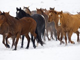 Herd of American Quarter Horses in Winter Photographic Print by Darrell Gulin