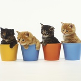 Four Kittens in Plastic Cups Photographic Print by Pat Doyle
