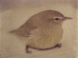 Young Goldfinch Photographic Print by Jennifer Kennard