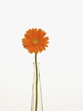 Gerbera Daisy Photographic Print by Dermot Conlan