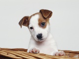 Jack Russell Terrier puppy in basket Fotografisk trykk av Heide Benser Jack Russell Terrier puppy in basket Fotografisk trykk av Heide Benser