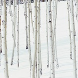 Aspen Trees in Snow Photographic Print by Micha Pawlitzki