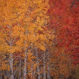 Deciduous Trees in Autumn Photographic Print by Micha Pawlitzki