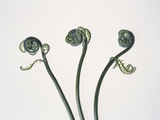 Three Fern Stems Photographic Print by Fujio Nakahashi