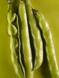 Broad Beans Fotografisk trykk av Cora Buttenbender Broad Beans Fotografisk trykk av Cora Buttenbender
