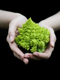 Handful of Romanesco Photographic Print by Elisa Lazo De Valdez