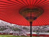 Red Japanese Parasol and Pink Cherry Blossoms Lámina fotográfica por Rudy Sulgan