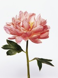 Peony Photographic Print by Eric Anthony Johnson