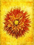 Dahlia Photographic Print by Doug Landreth