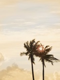 Sunlit Palm Trees Photographic Print