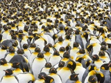 Adult King Penguins on South Georgia Island Lámina fotográfica por John and Yva Eastcott And Momatiuk
