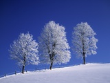 Hoar Frost on Trees Photographic Print by Walter Geiersperger