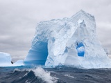 Blue Iceberg Sculpted by Waves and Southern Giant Petrel in Flight Photographic Print by John Eastcott & Yva Momatiuk