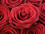 Bouquet of Red Roses Photographic Print by Owen Franken