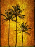 Three Palms Photographic Print by Doug Landreth