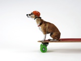 Chihuahua on a Skateboard Photographic Print by Chris Rogers