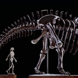 Human Skeleton and Apatosaurus Louisae Photographic Print by Louie Psihoyos