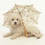 Bichon Frise and Parasol Photographic Print by Pat Doyle