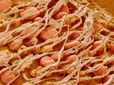 Cilia of the Inner Ear of a Rabbit Photographic Print by Micro Discovery 