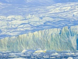 Wiggins Glacier Descending into Sea Photographic Print by John and Yva Eastcott And Momatiuk