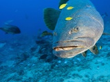Queensland Grouper Photographic Print by Stuart Westmorland