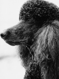 Poodle profile Lámina fotográfica