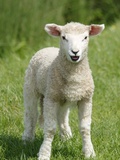 Lamb Bleating Photographic Print by Pat Doyle