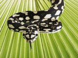 Jungle Carpet Python Photographic Print by Martin Harvey