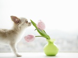 Chihuahua Smelling Flowers in Vase Photographic Print