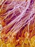 Sperm in Testis of a Rat Lámina fotográfica por Micro Discovery