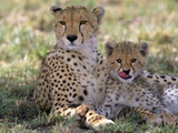 Cheetah Mother and Cub Resting in Shade Together Photographie par John Eastcott & Yva Momatiuk