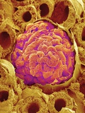 Glomerulus from Rat Kidney Photographic Print by Micro Discovery 