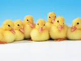 Row of ducklings Photographic Print