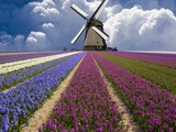 Windmill and Flower Field in Holland Photographic Print by Jim Zuckerman