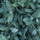 Frost on Foliage Photographic Print by Micha Pawlitzki
