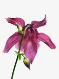 Columbine Blossom Photographic Print by Frank Krahmer