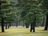 Pine Trees in Garden Photographie par Bruno Ehrs