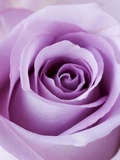 Light Purple Rose Fotografisk tryk af Clive Nichols