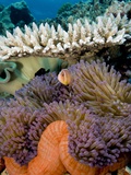 Pink Anemeonefish Peering from Tenticles of Magnificent Sea Anemone Photographic Print by Stephen Frink