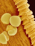 Gladiolus Pollen in Anther Photographic Print by Micro Discovery 